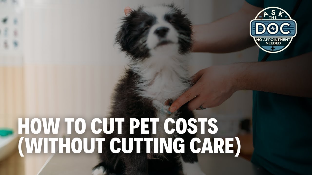 Pet Care on a Budget: Smart Tips | Ask The Doc