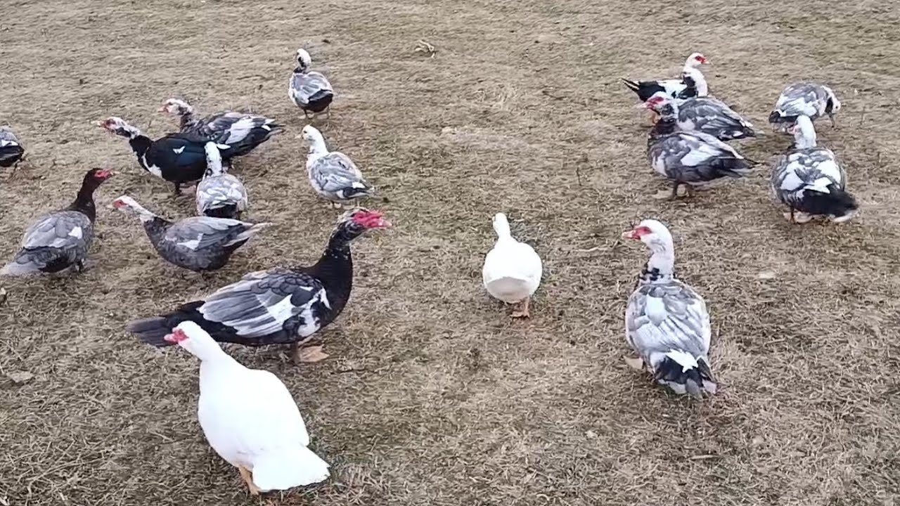 Lal Ördek Yumurtalamağa Başladi ! Hinduşkalarin Son Durumu
