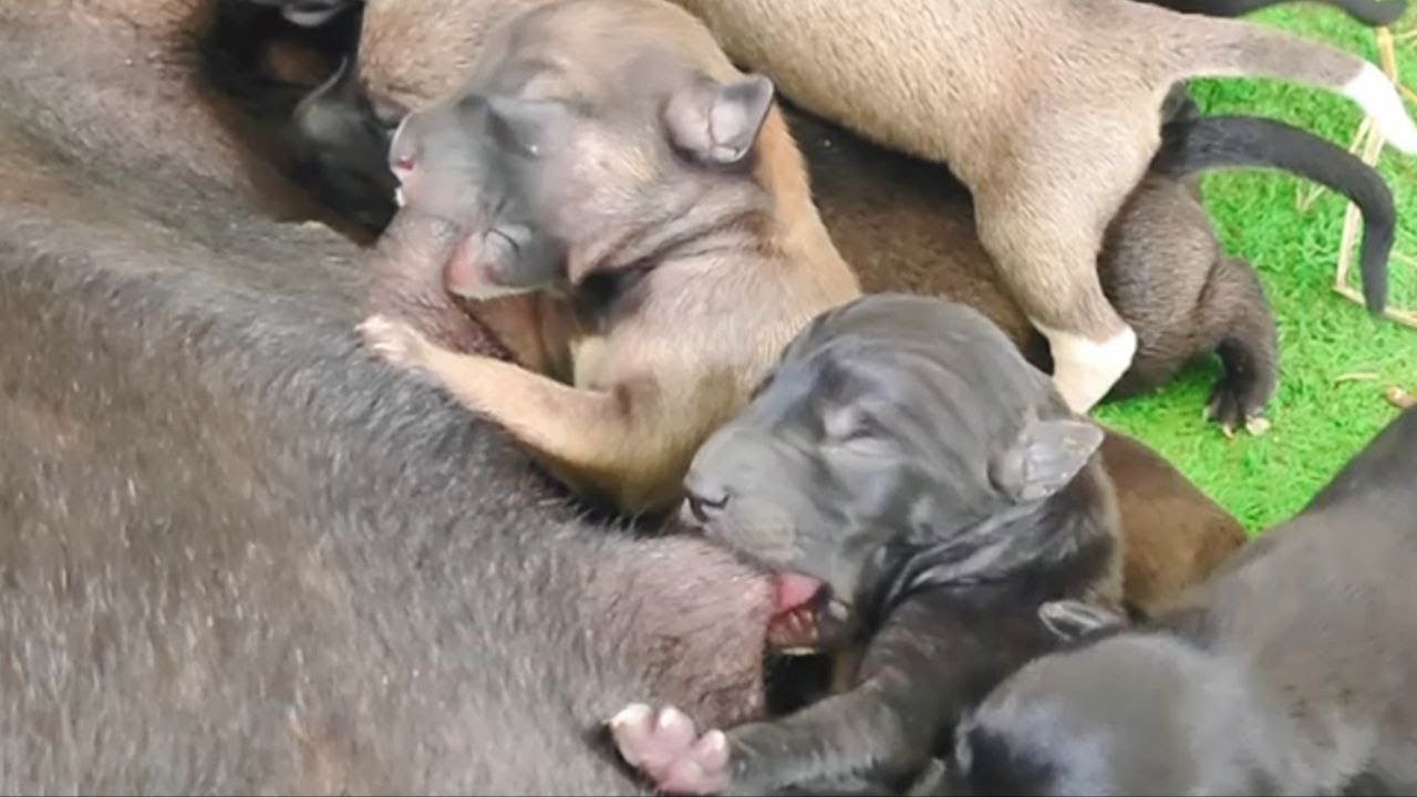 Cute puppies #6-days-old, breastfeeding, and drink milk🥰🥰 #puppy #cute #viral #doglover #dog #dogs