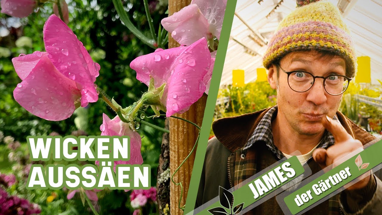 Wicken aus Samen selber ziehen, so klappt&rsquo;s! | James der G&auml;rtner