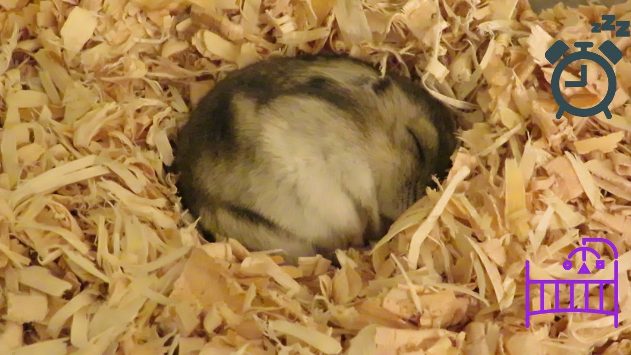 Cute Dwarf Hamster is sleeping -Chubby the Hamster