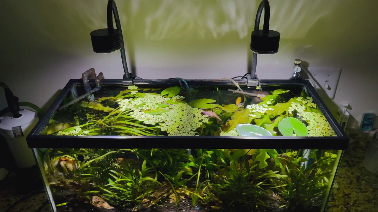 Budget Planted 20 gallon long community tank