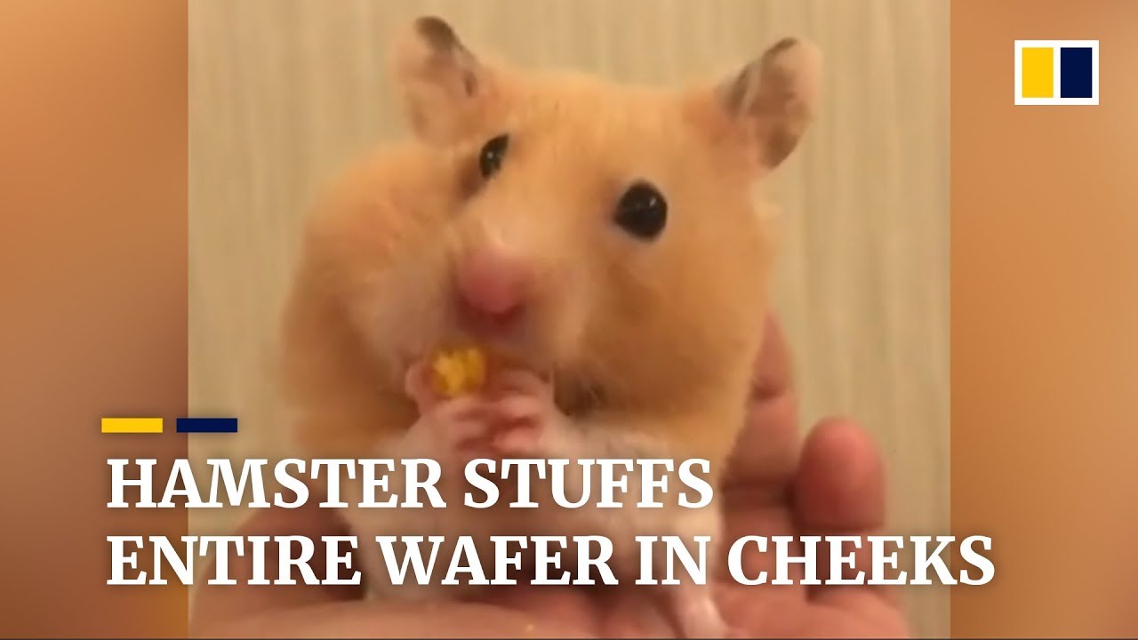 Hamster stuffs entire wafer in cheeks