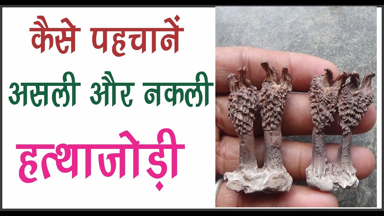 हत्थाजोड़ी असली और नकली कैसे पहचानें