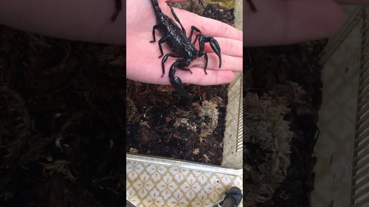 How to pick up your scorpion (if you really have to) #tips #scorpion #handling #advice #pets #cool