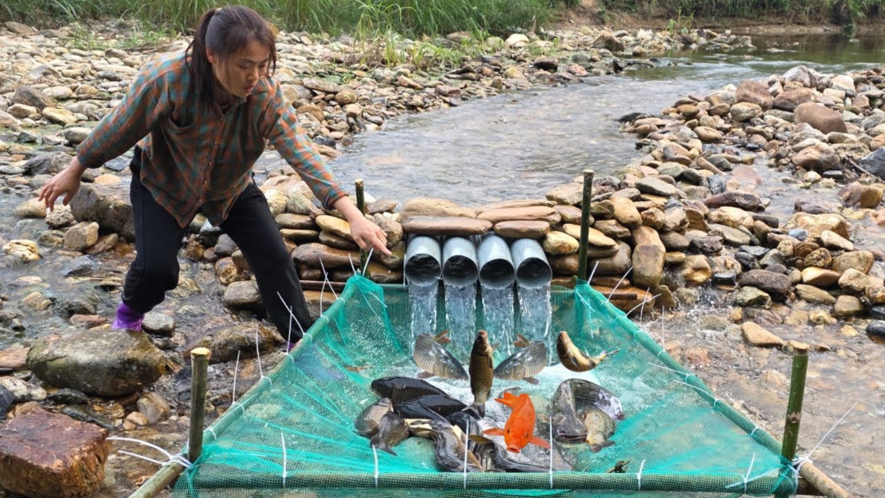 FULL VIDEO 25 day: The daily life of the single girl Diep goes fishing for carp and catfish for sale