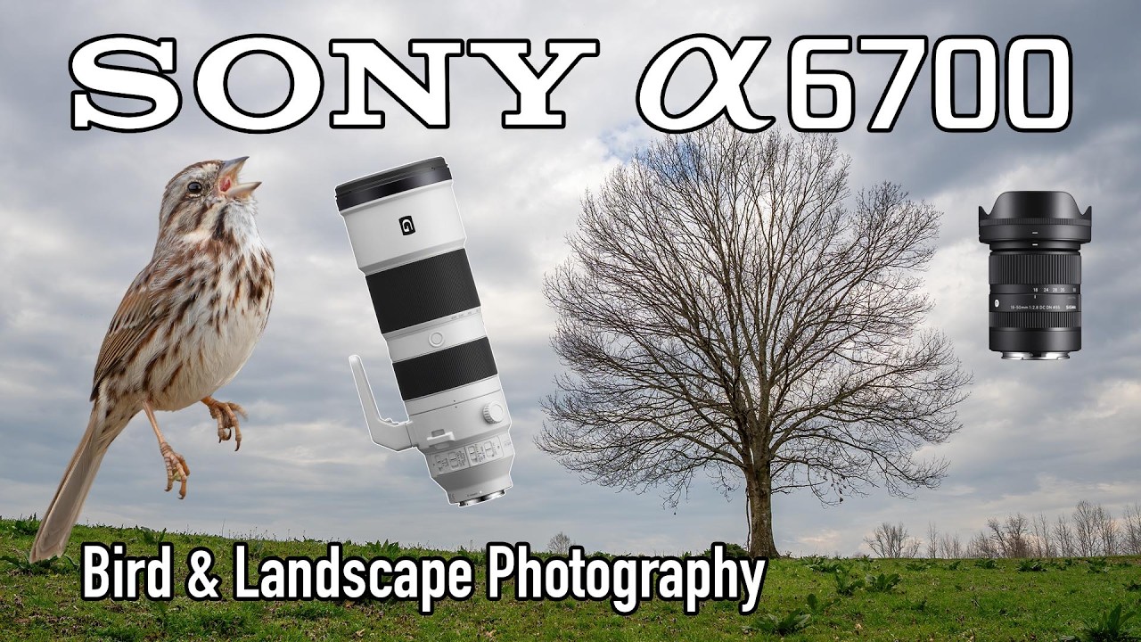 Фотосъёмка птиц на Sony a6700 с объективом 200-600 и пейзажами с объективом Sigma 18-50 2.8!