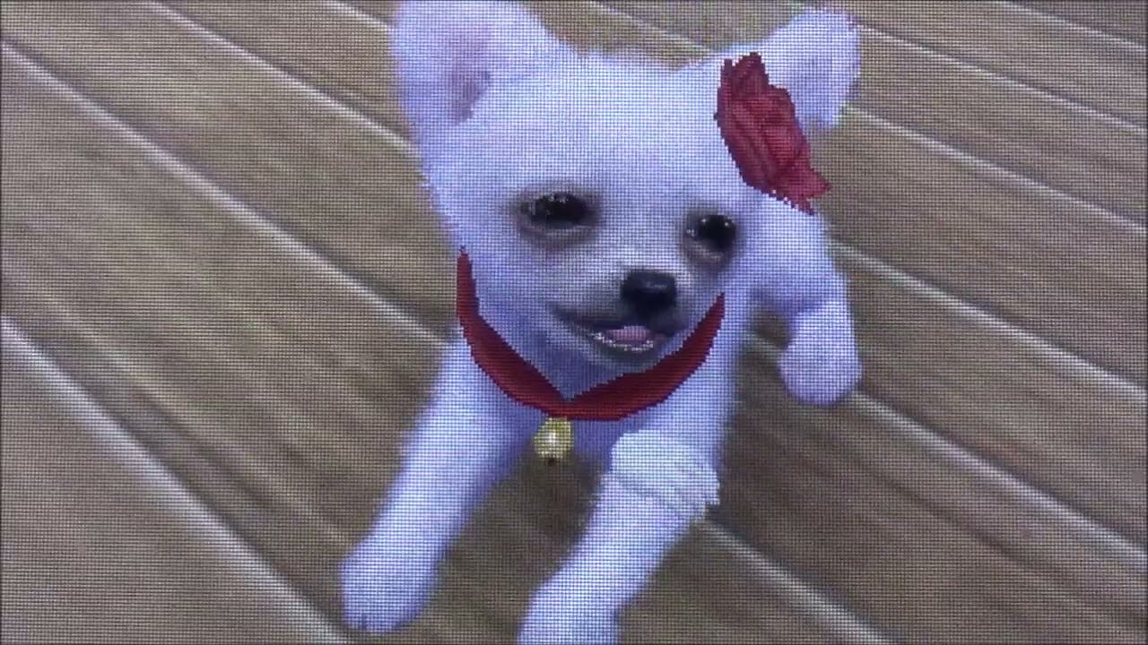 Nintendogs+CatsV.B [ Entraînement en Leurre & une compétition en Coupe Pro + la17ème Balade ]