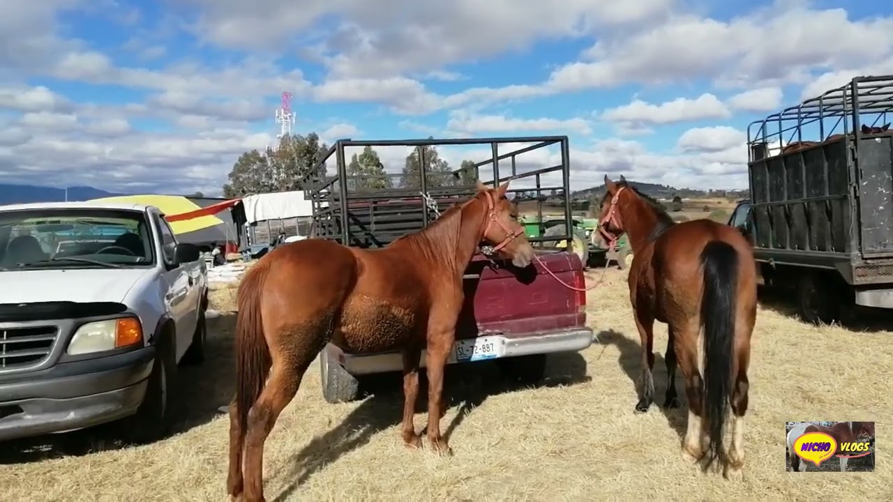 LA GRAN PLAZA GANADERA VILLALTA TLAXCALA,UNA GRAN VARIEDAD DE GANADO ,LECHERO,PARA CARNE Y YUNTA..
