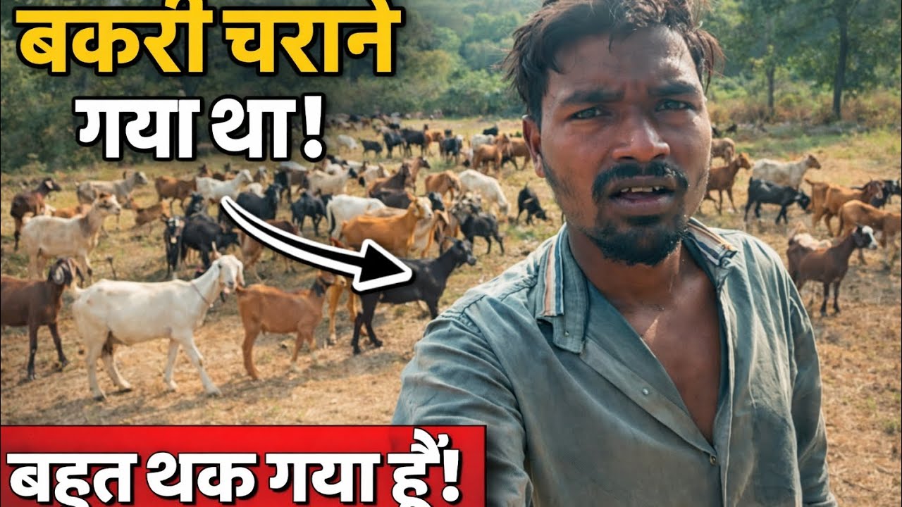 #Aaj Bakri Charane Gaya Tha#alwa jalwa vlog