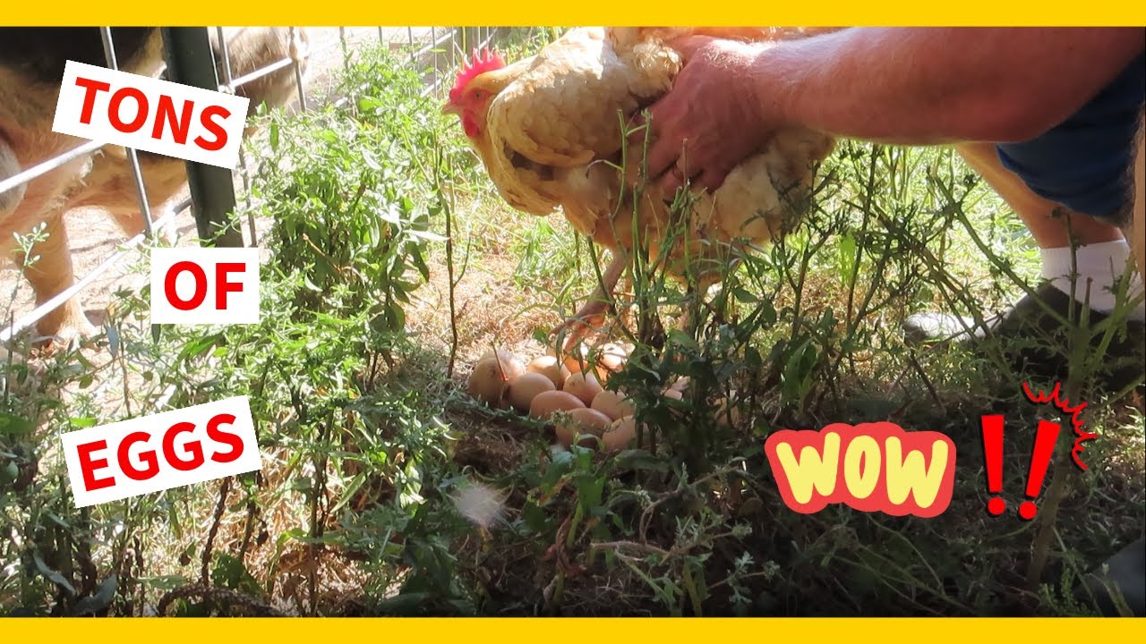 BROODY CHICKENS ARE SO SILLY