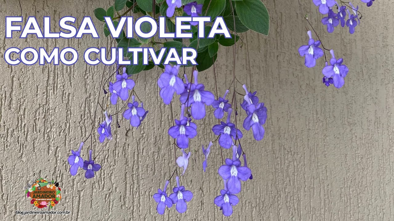 Falsa Violeta | Como Cultivar Para Ter Flores o Ano Todo