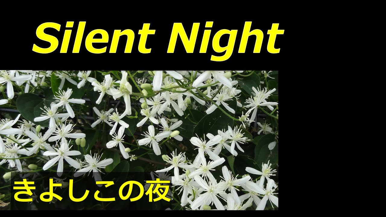 Silent Night 　きよしこの夜 　2025 クリスマス