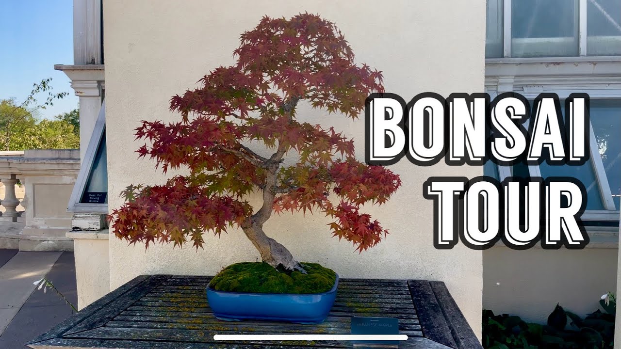 Ordway Gardens Bonsai Tour