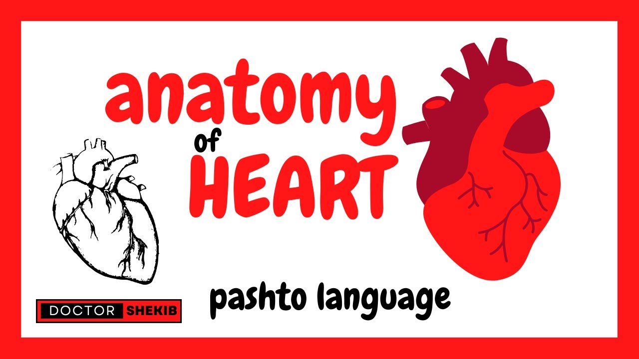 The Heart Anatomy | د زړه جوړښت