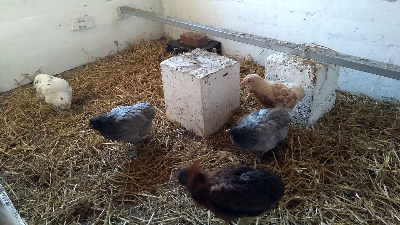 Einzug der Araucana vom Hobbymarkt Kaunitz