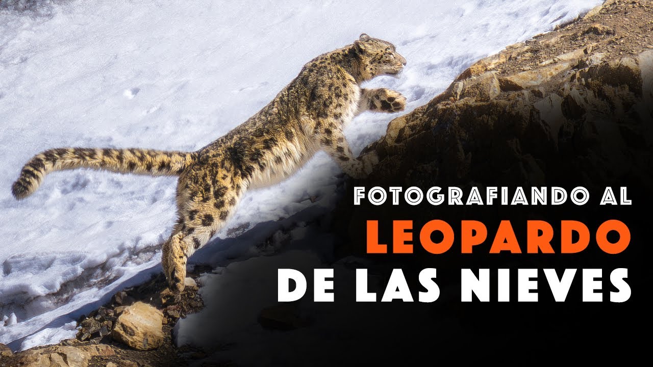 Fotografiando al Leopardo de las Nieves, el 
