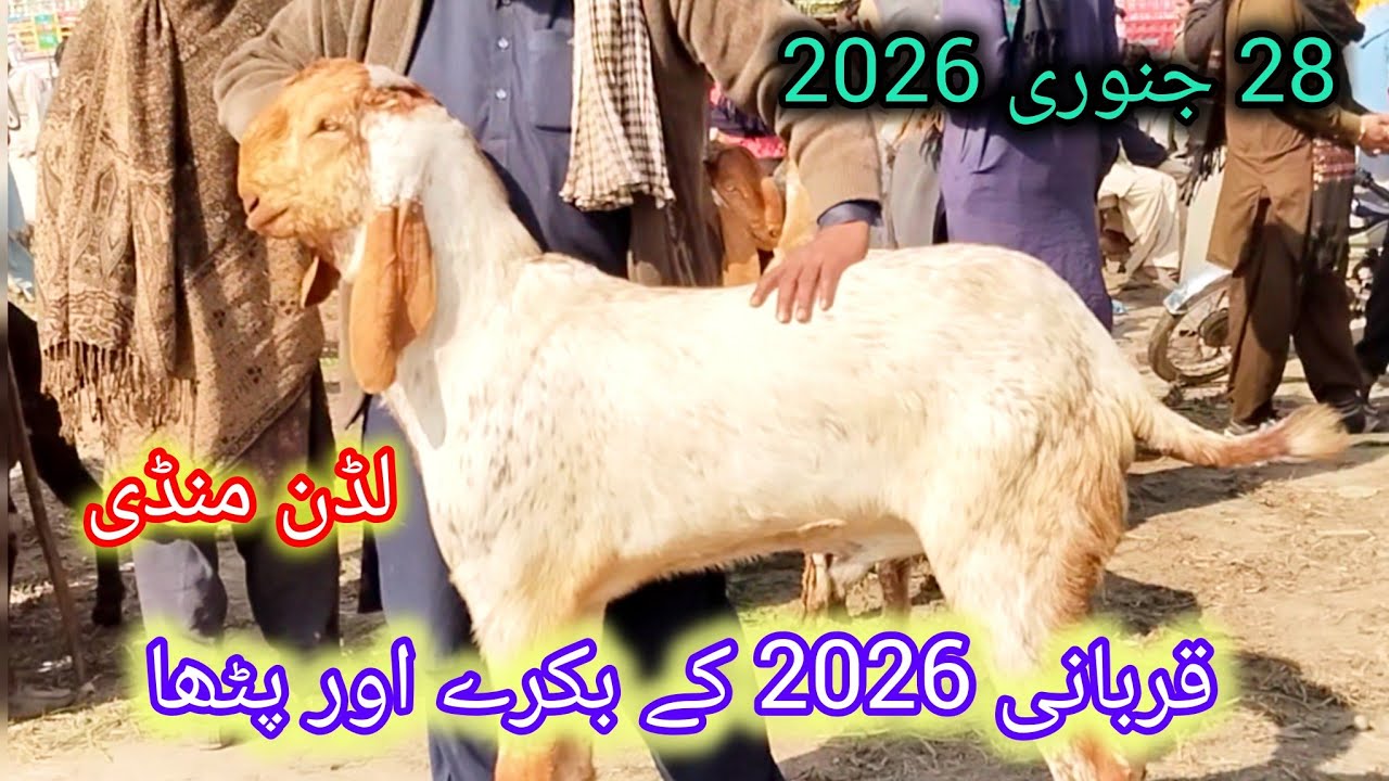 لڈن بکرا منڈی بڑے بریڈر بکرے قربانی 2026 کے بکرے اور پٹھا کم قیمت پر احمد اینیمل فارم 03045896486