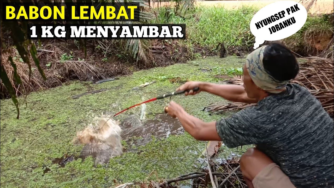 MANCING ikan lembat monster bobot 1 kg lebik tarikannya di luar dugaan.