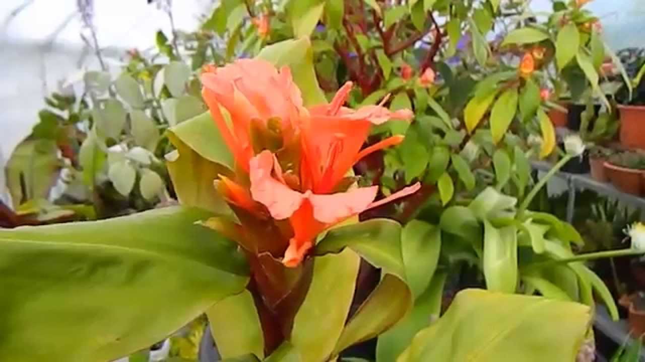 Overwintering Tender Gingers - hedychium