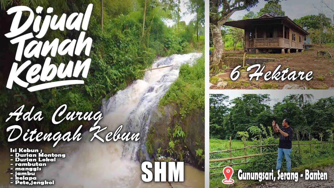 Dijual Cepat Kebun Produktif LT 6 Ha ,SHM, aliran Sungai Di dalam lokasi 📌 Gunungsari, Serang Banten