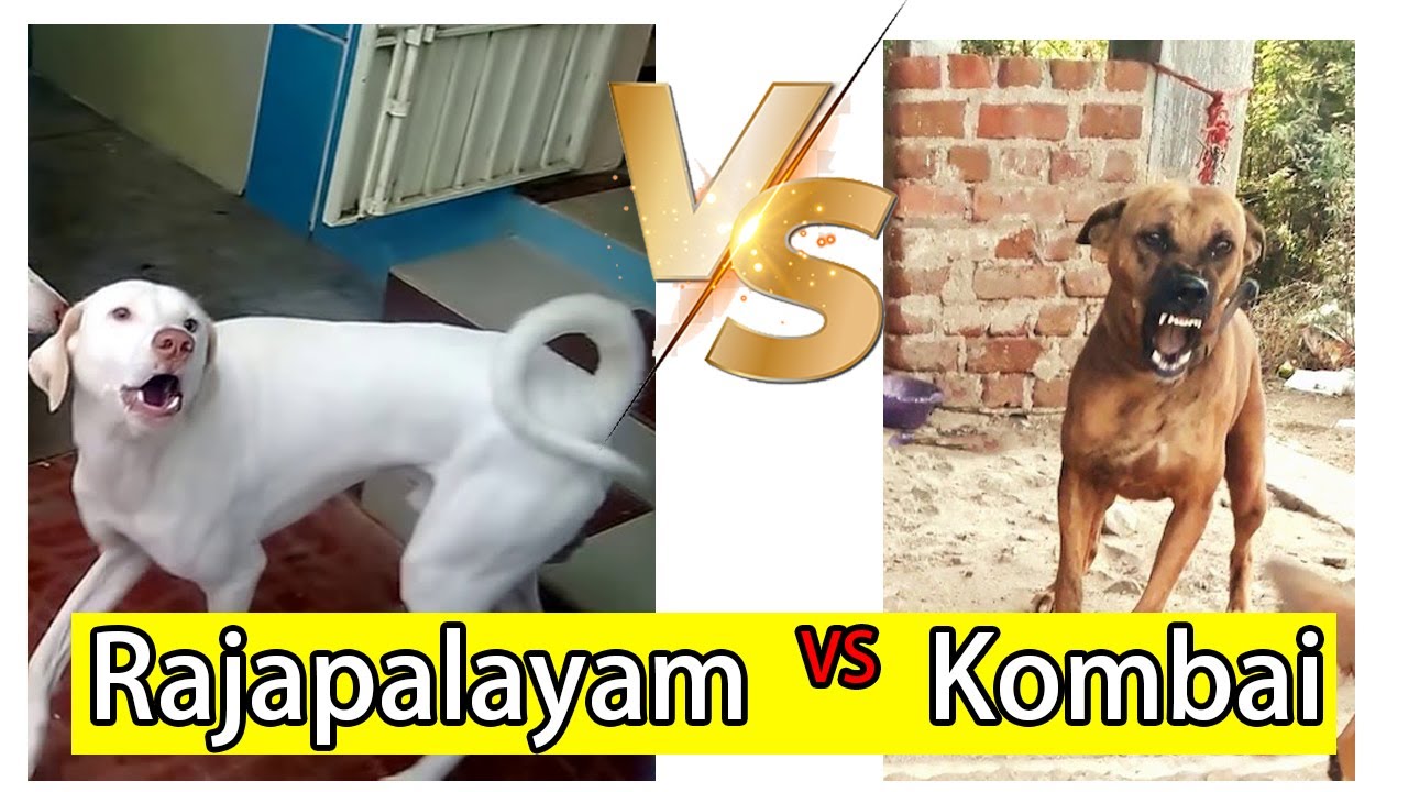 Rajapalayam vs Kombai | Tamil | PetzSpark #rajapalayam #kombai