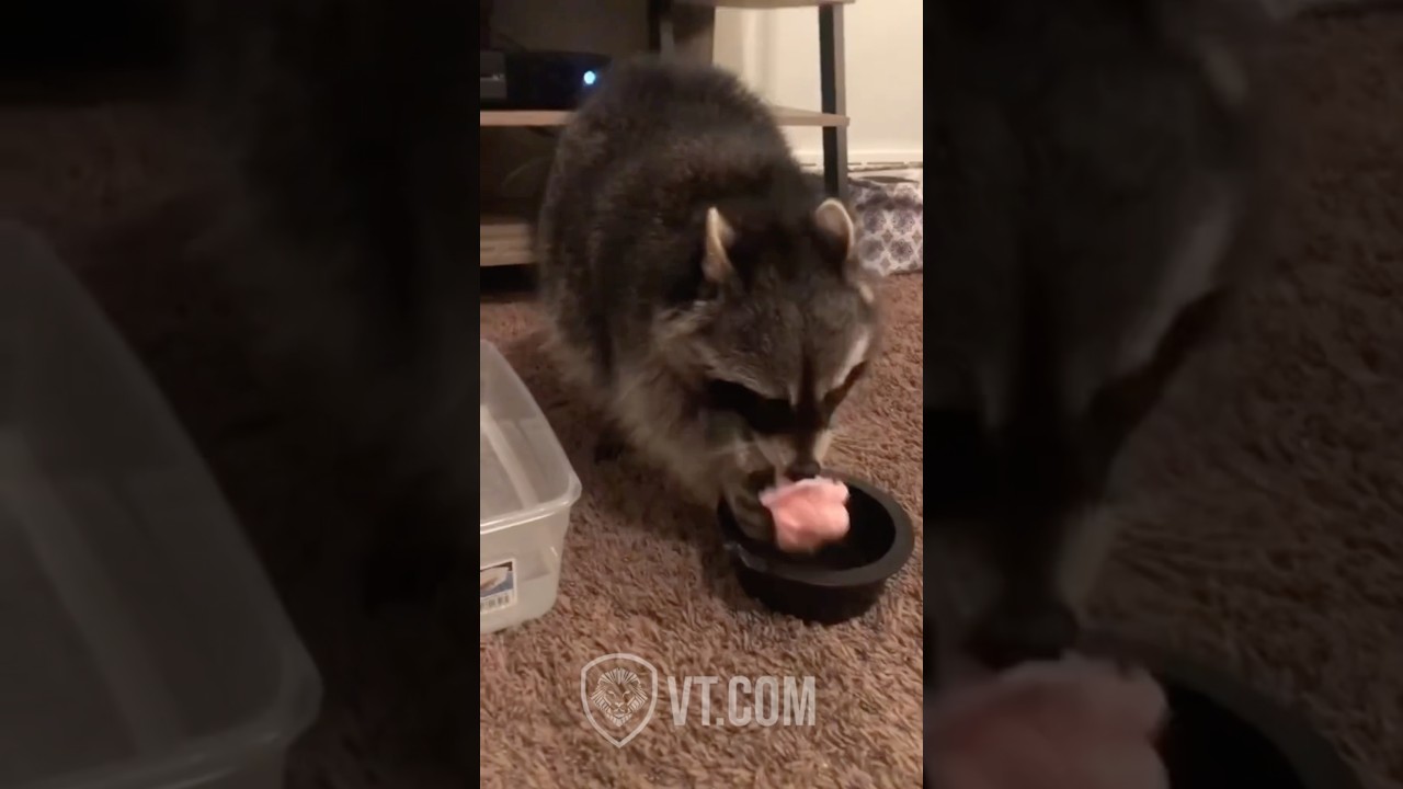Raccoon Tries to Clean Cotton Candy and Instantly Regrets It 😂🧼