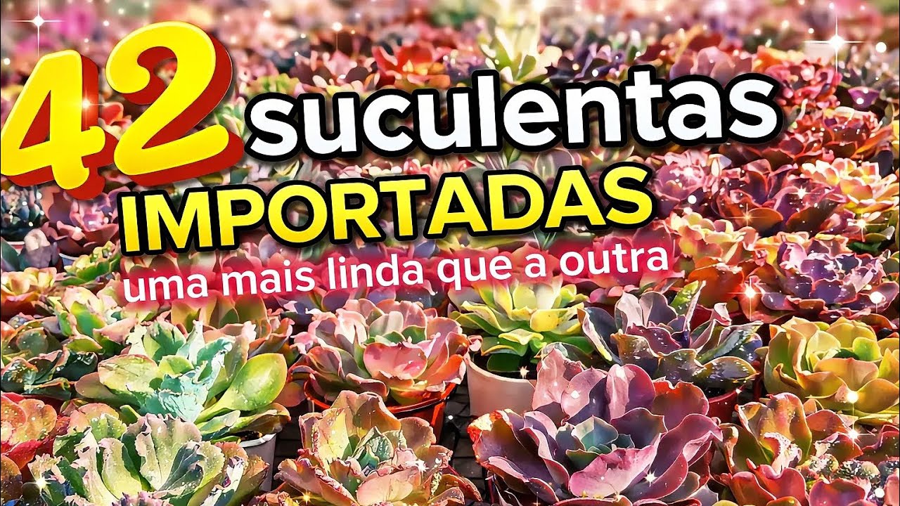 👉 42 suculentas importadas 🌵✨ uma mais linda que a outra / Lê e Paty Suculentas