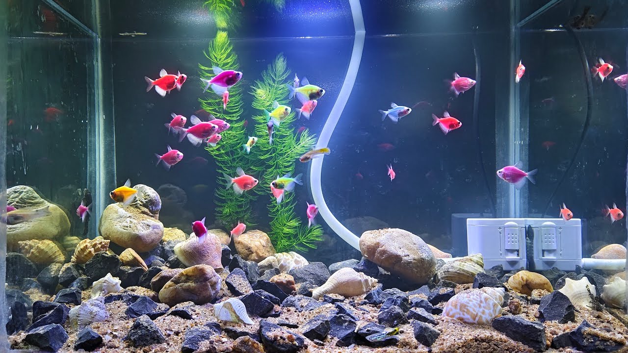 Mera fishes ka Chhota Sa jannat,,,,🐠🐟😊 #fish #aquarium
