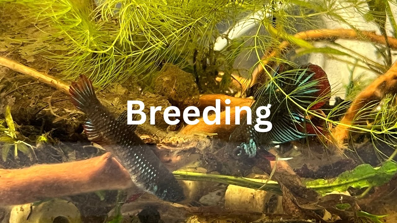 Breeding The Betta Imbellis