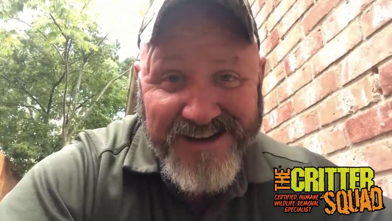 The Critter Squad Rat Removal and Rodent Control - (713) 396-6030