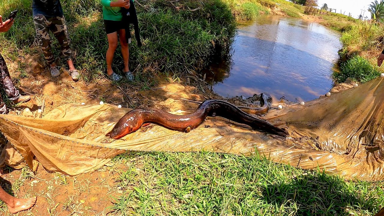 Primera pesca en Colombia pescamos anguilas gigantes eléctricas y muchos peces