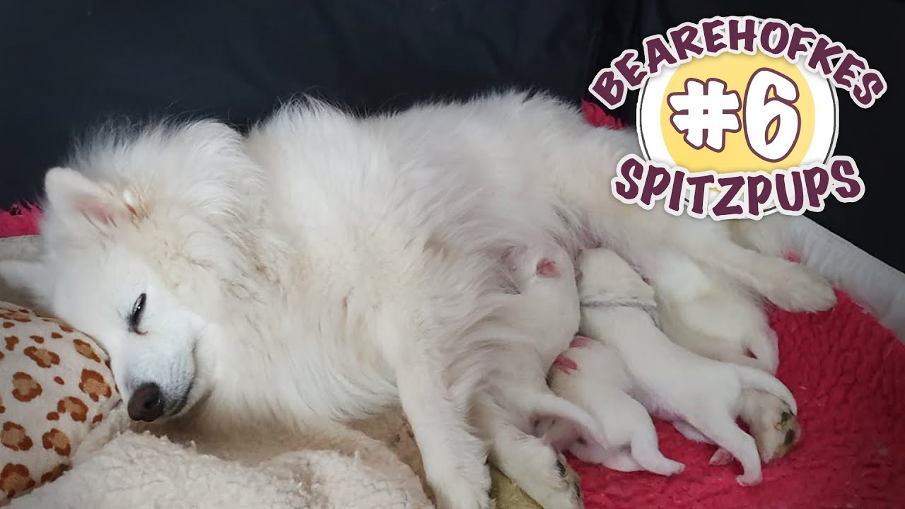 Winnie keeshond bevalt van 4 schattige puppies | Bearehöfkes Spitz Pups