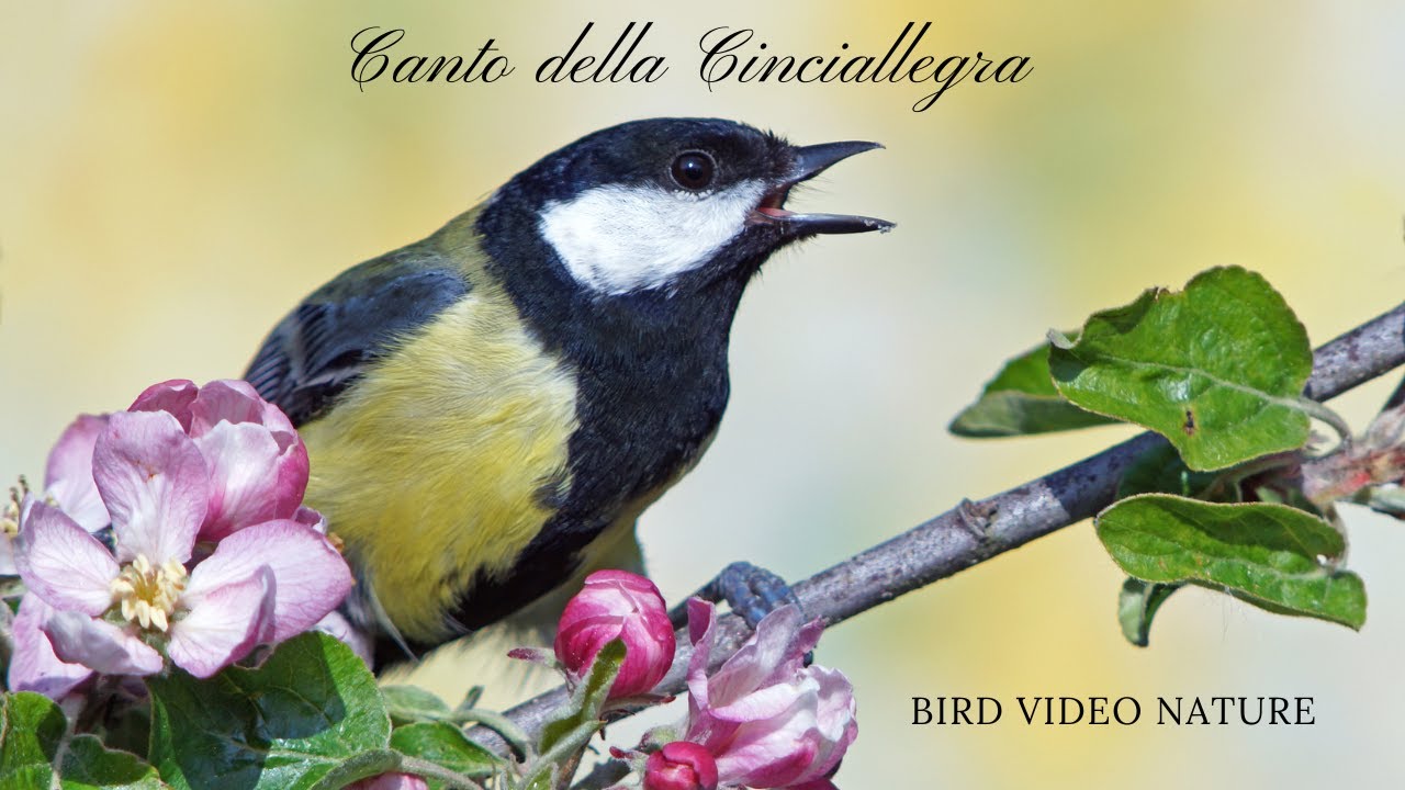 Il canto della Cinciallegra !!