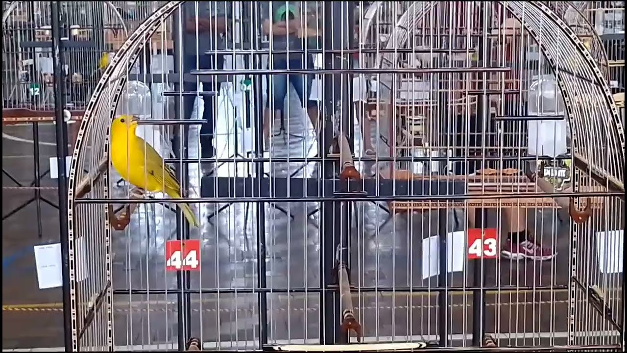 torneio de Canario da terra - 30 minutos pra esquentar seu canário 🔥