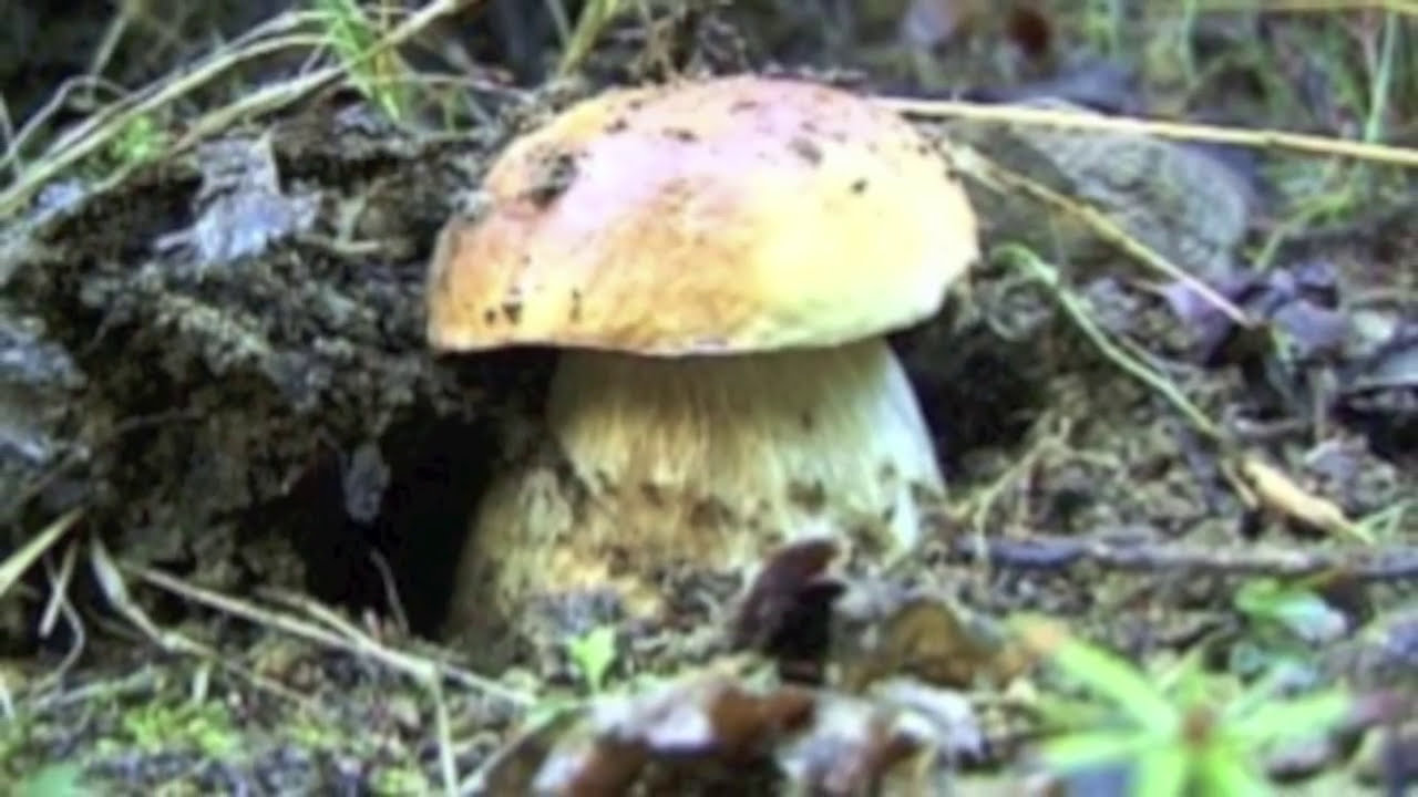 Vigilanza Ambientale Arci Pesca a controllo di Trote fario e Funghi Porcini nel Parco dei 100 Laghi