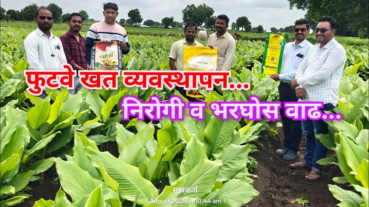 हळद भरघोस व सुदृढ फुटवे खत व्यवस्थापन..#हळद  #agriculture 