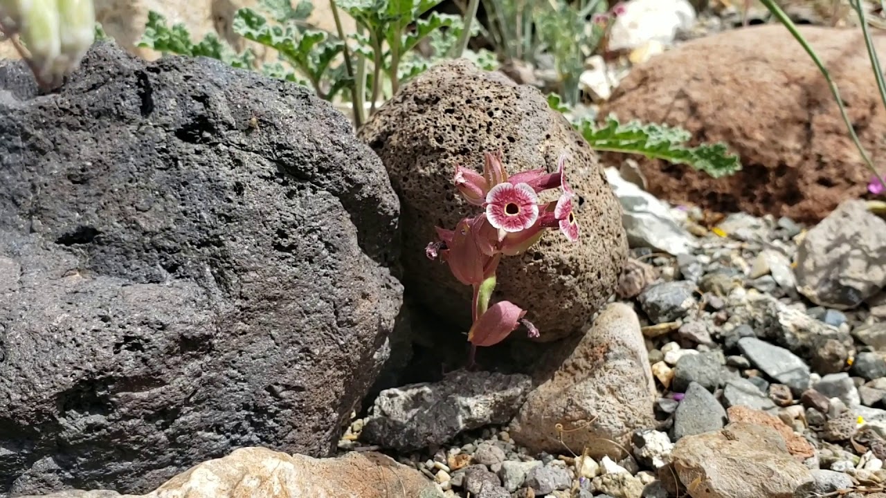 (#69) The Rarest, Most Beautiful Hemorrhoid in the Mojave