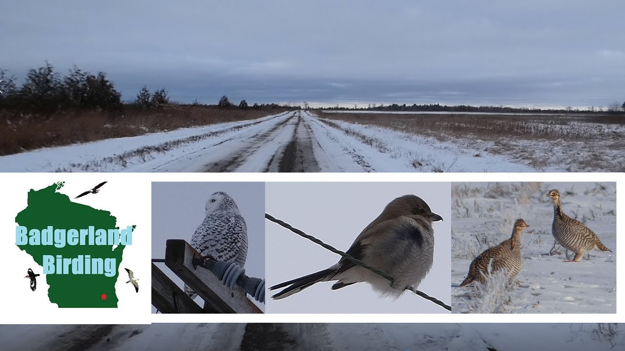 Birding Buena Vista Grasslands in Winter (Wisconsin)