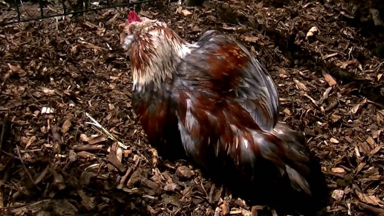 Zwerg Lachshühner im Gehege