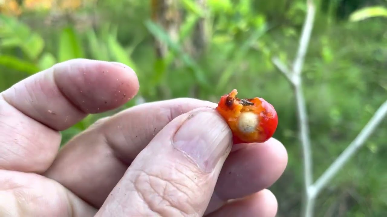 Cedar Bay Cherries - The State of Organic in Florida