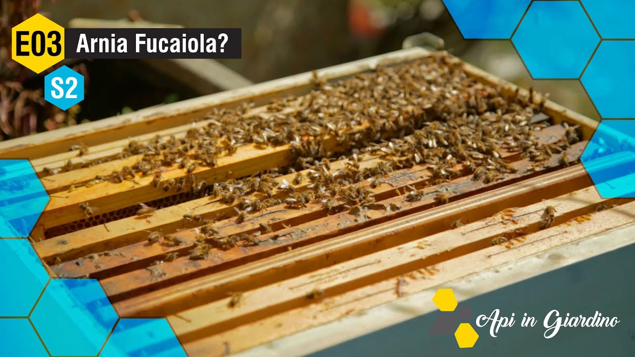 AiG - S2 E3 - Seconda visita in Apiario e controllo dell'arnia Fucaiola