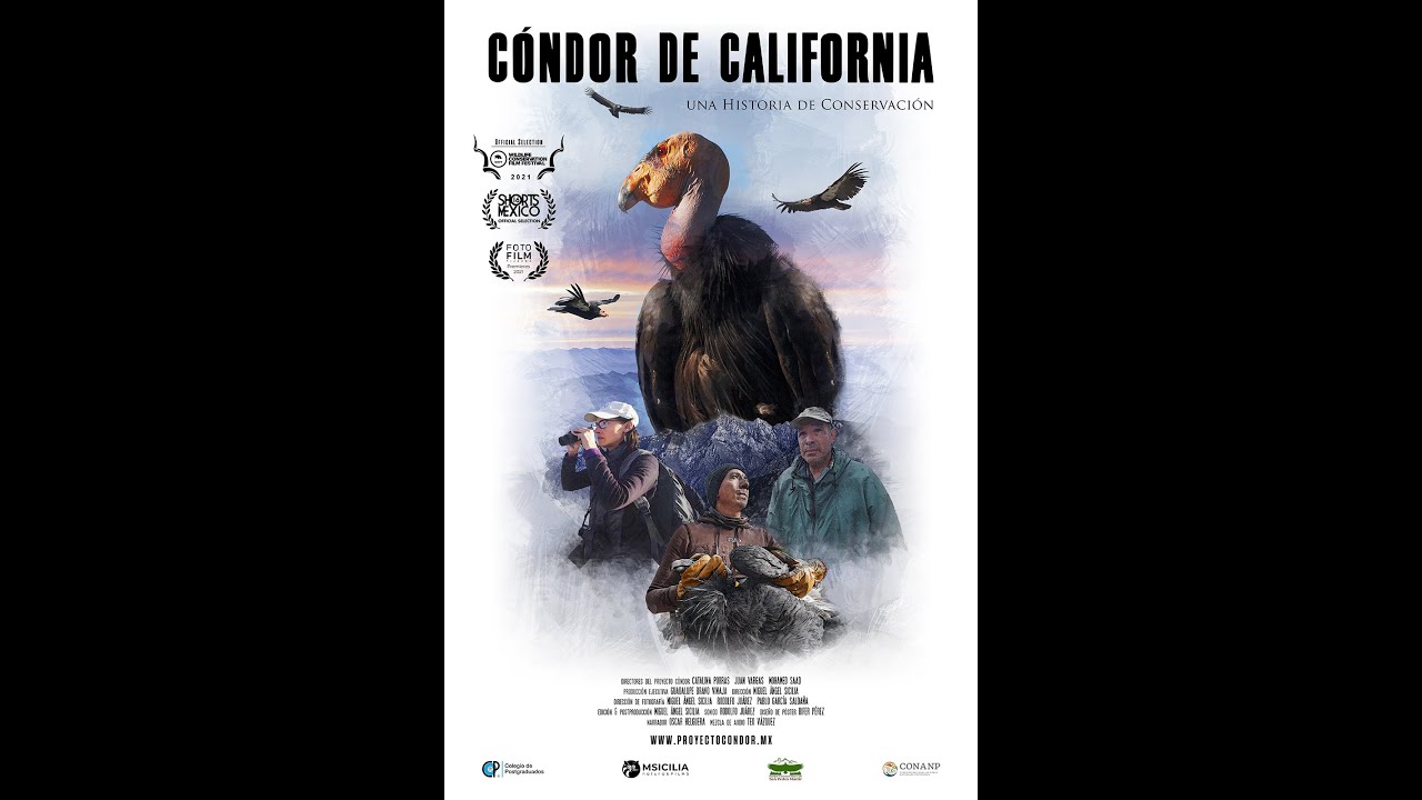 Cóndor de California, una historia de conservación