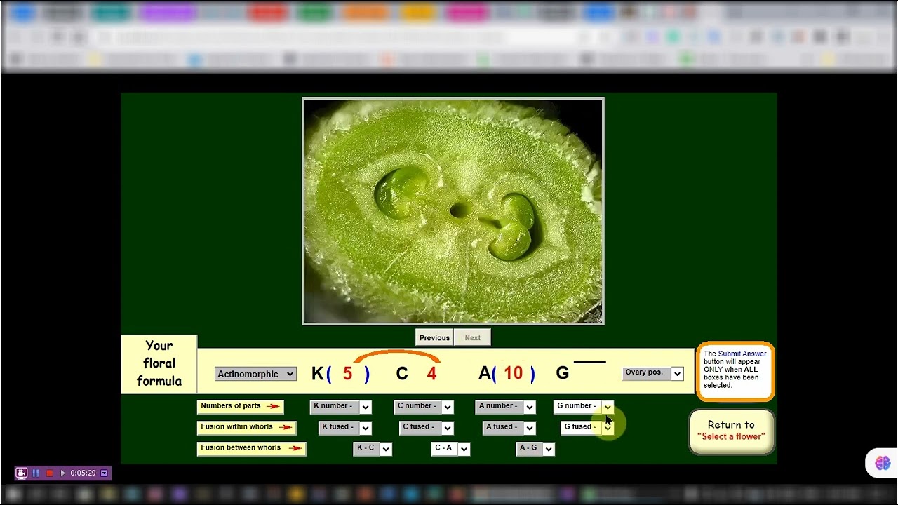معمل افتراضي مجاني لكتابة القانون الزهري Floral Formula Using virtual Lab