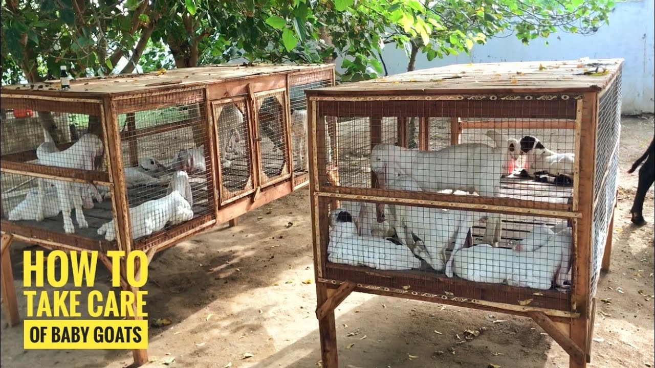 How to take care of baby goats | goat kids care & safety | nagra farm