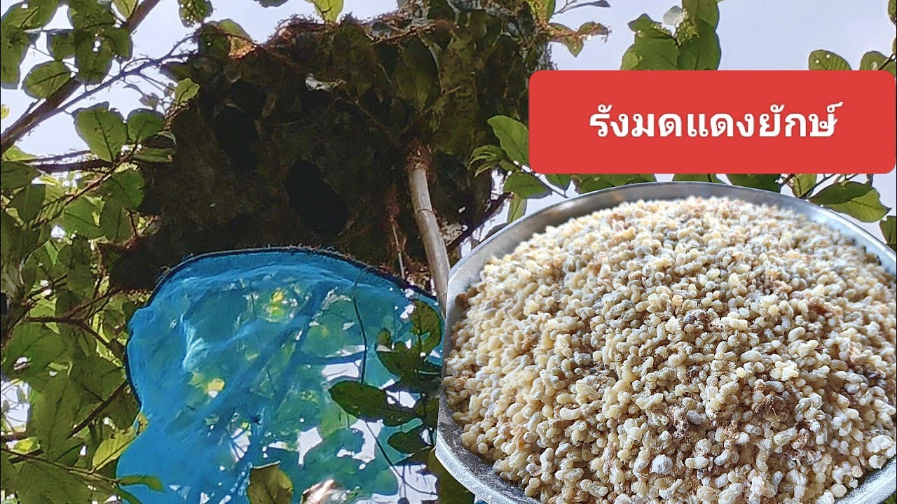 โพดโพ!!ไข่มดแดงยักษ์รังใหญ่กว่าสวิงหมานคือเก่าจ้า5/3/69