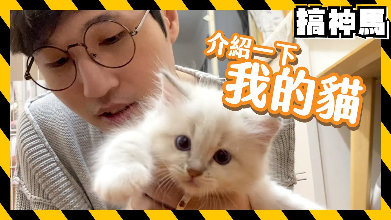 【喵】阿神養貓貓了❤超可愛布偶貓探險Vlog