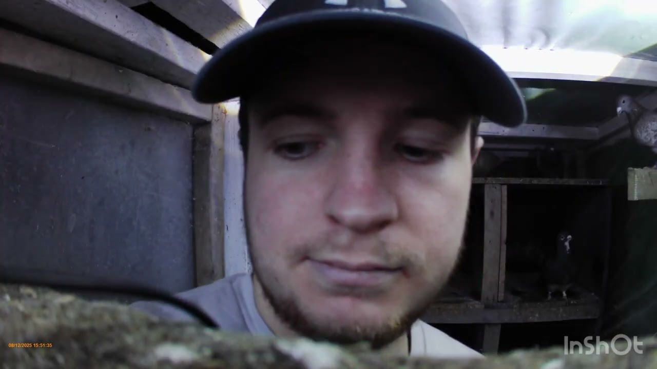 Episode 23// fantails have arrived// also new hens and a new pair// new fronts on nest boxes