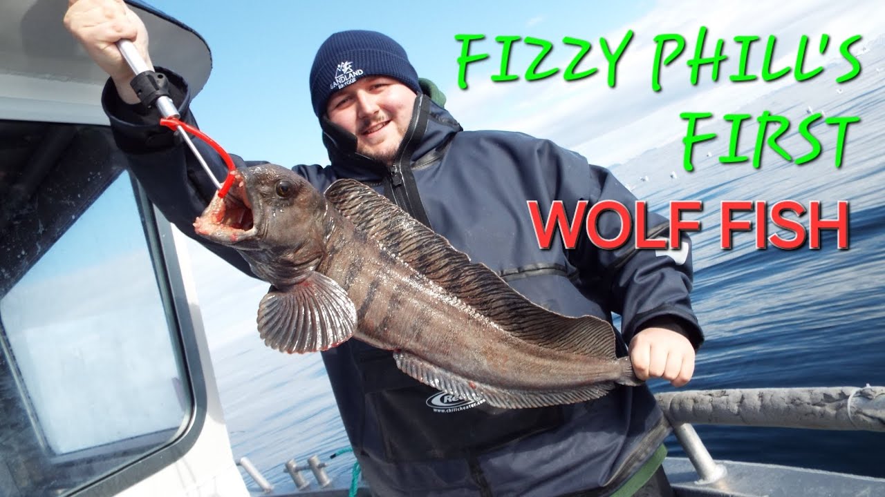Catching SEA MONSTERS,  it's not only big COD @Sandland_Brygge