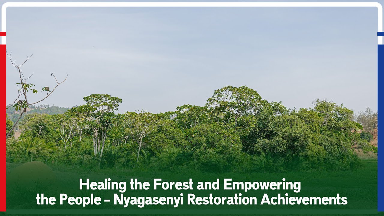 Healing the Forest and Empowering the People – Nyagasenyi Restoration Achievements
